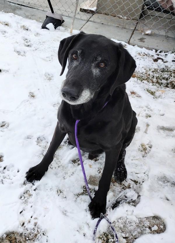 Enlarge Django 45856, a Adoptable mixed breed in Pocatello, ID image 3/5