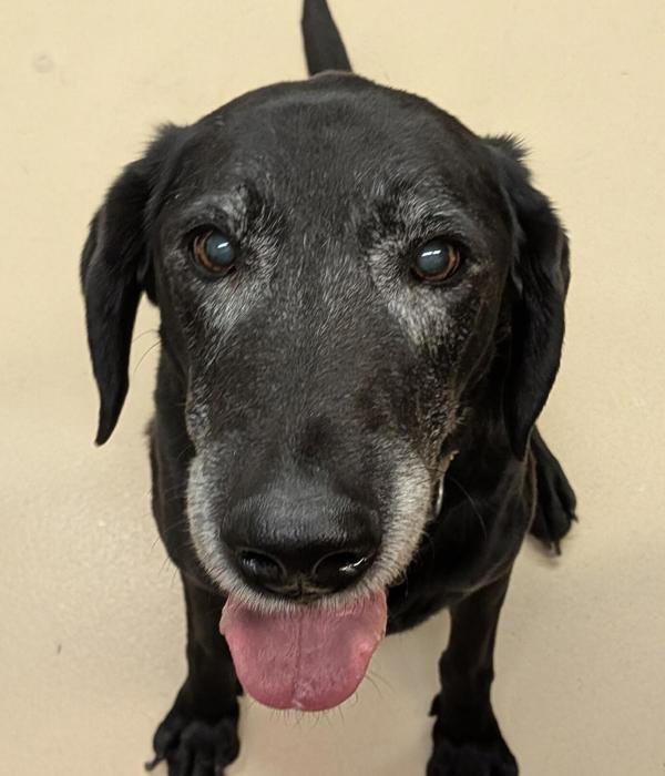 Enlarge Django 45856, a Adoptable mixed breed in Pocatello, ID image 4/5