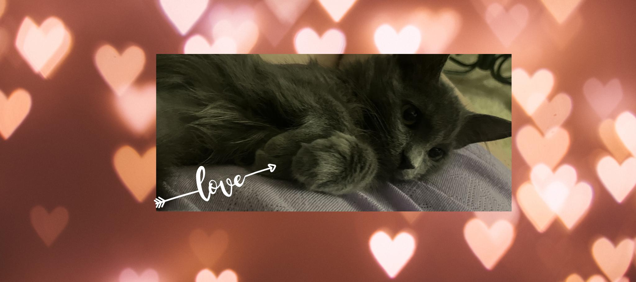 Victoria thumbnail 2