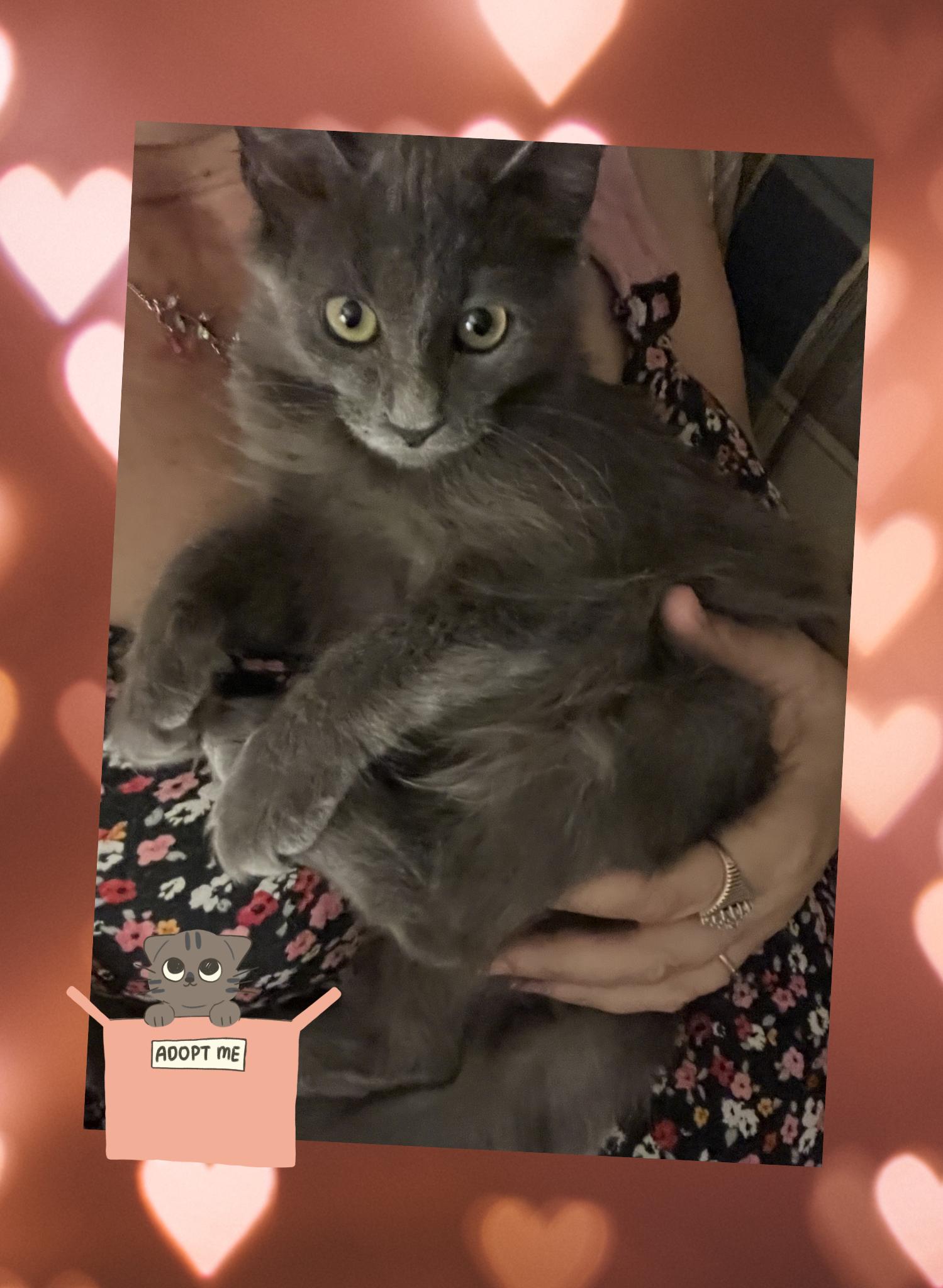 Victoria thumbnail 3