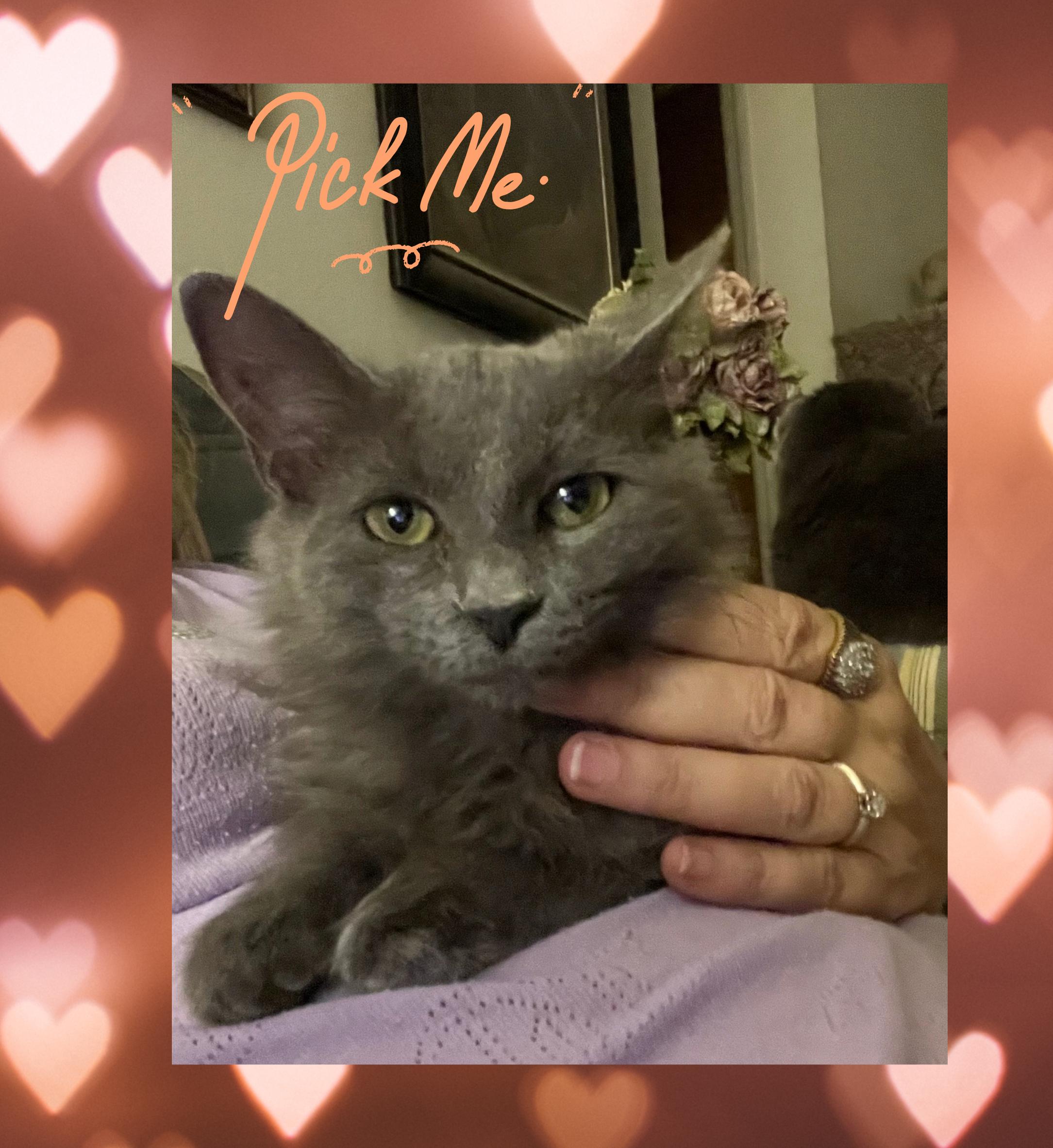 Victoria thumbnail 4