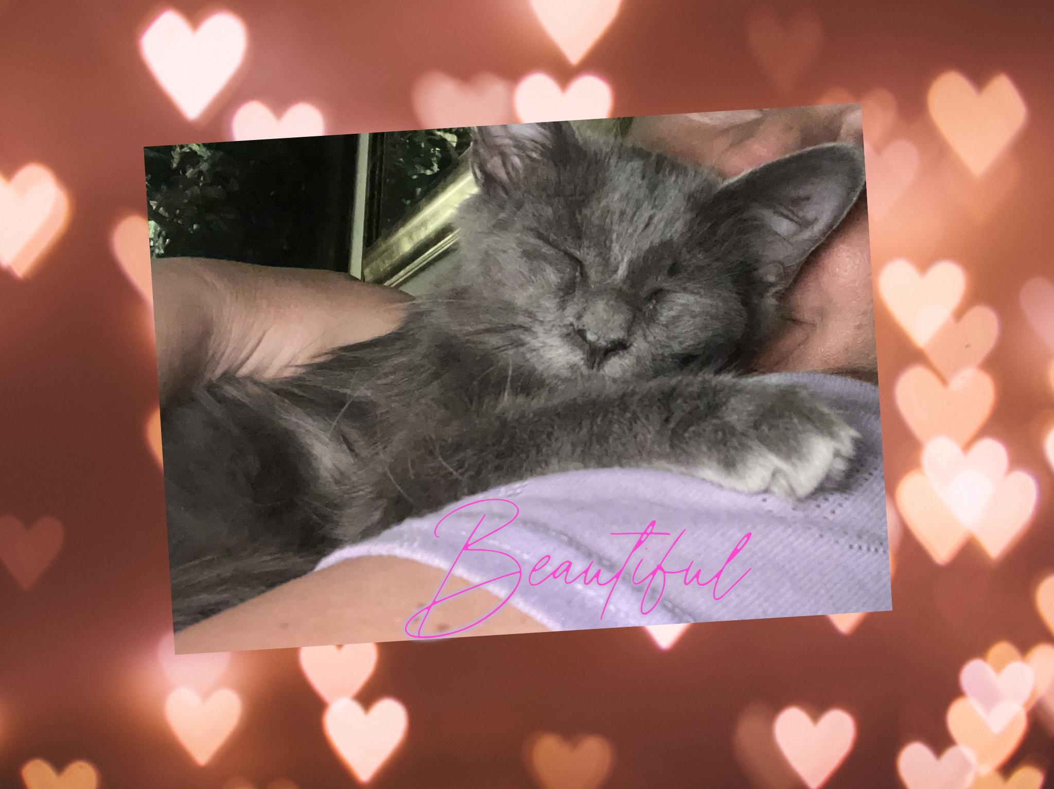 Victoria thumbnail 5