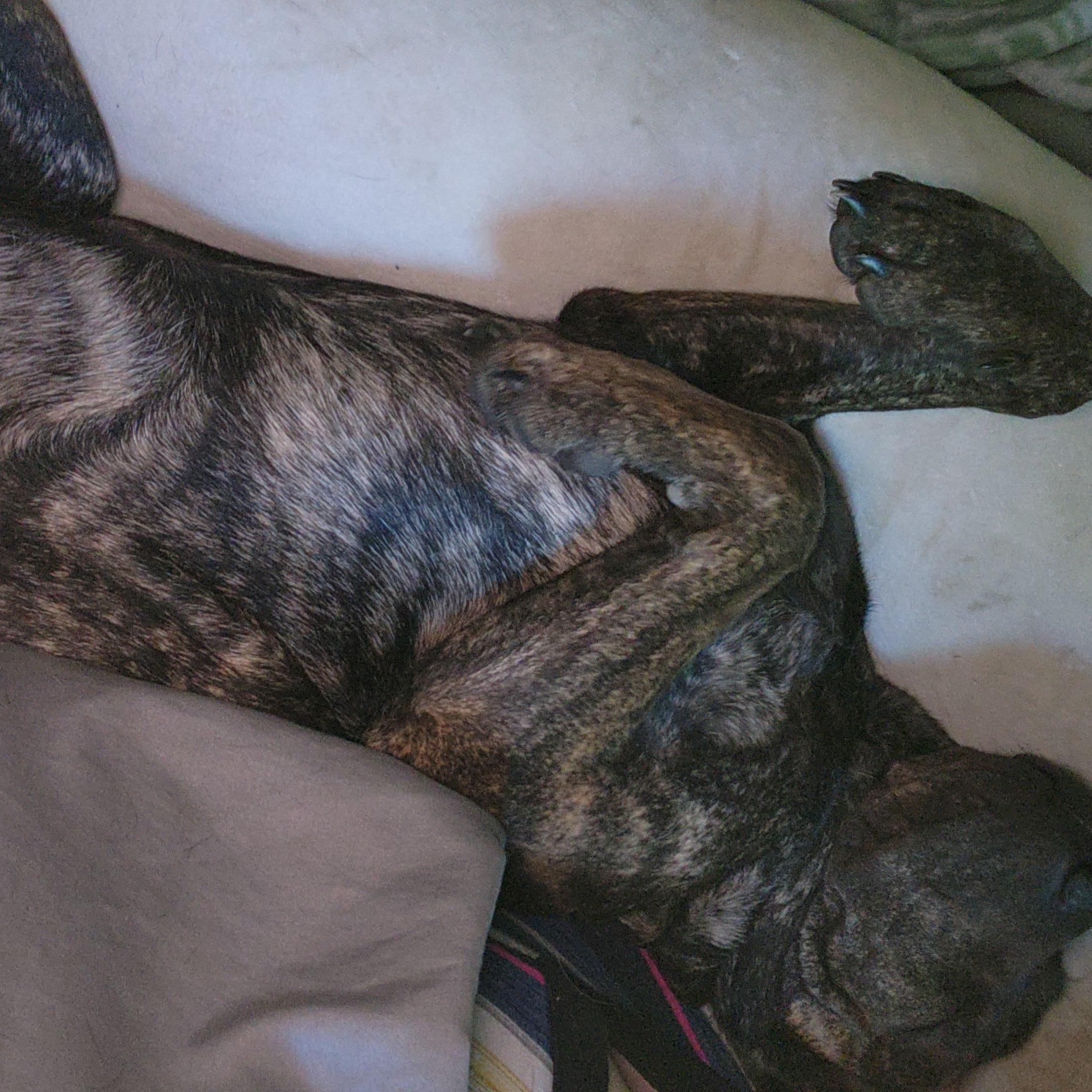 Enlarge Tiger Lilly, a Adoptable mixed breed in La Crosse, WI image 2/3