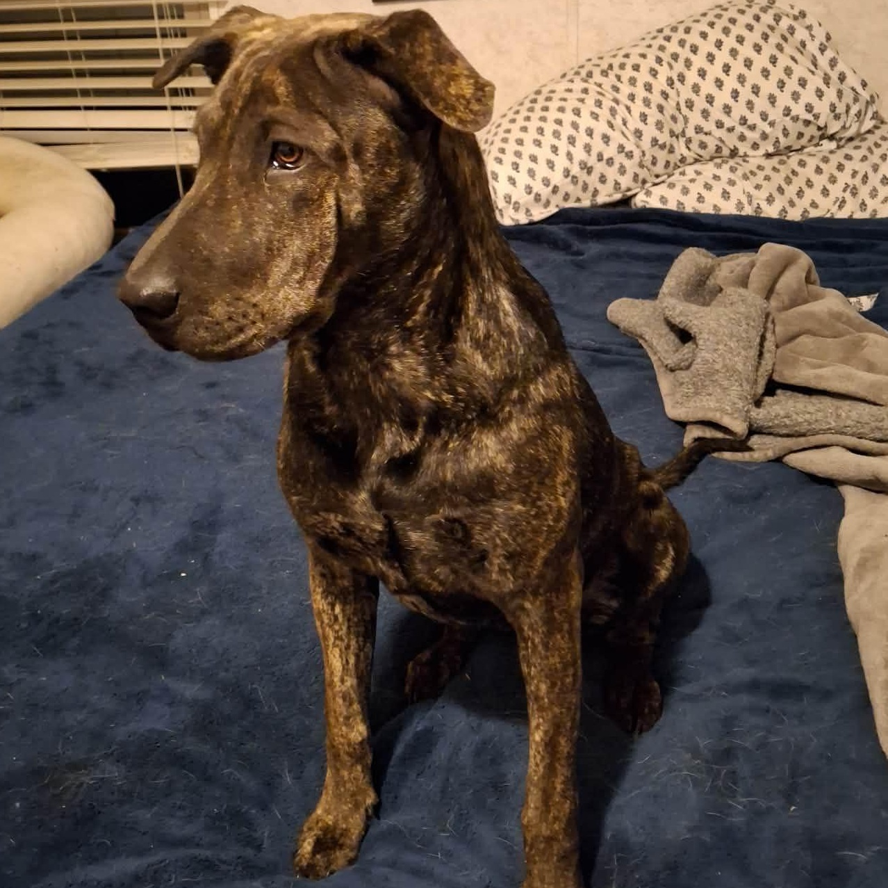 Enlarge Tiger Lilly, a Adoptable mixed breed in La Crosse, WI image 1/3