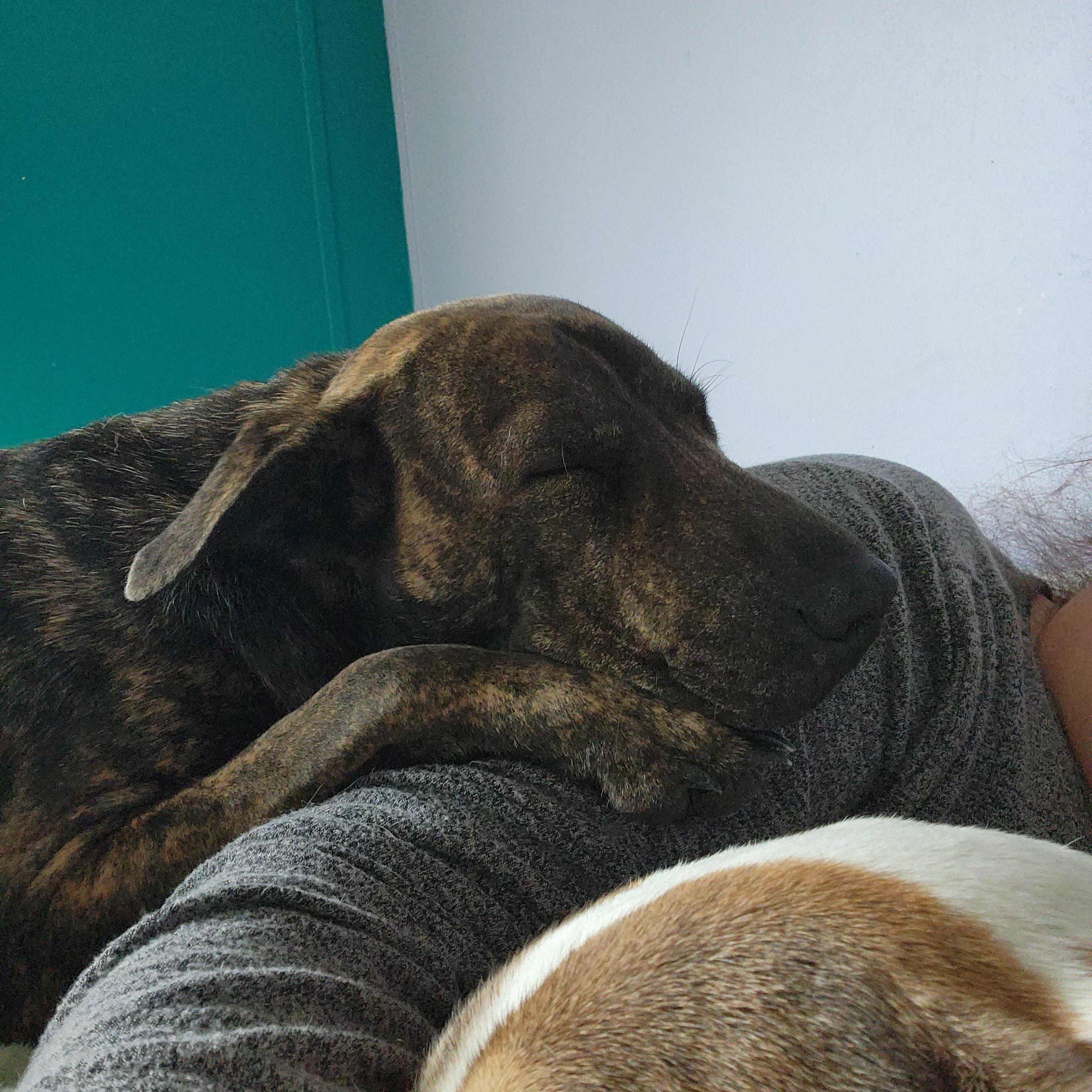 Enlarge Tiger Lilly, a Adoptable mixed breed in La Crosse, WI image 3/3