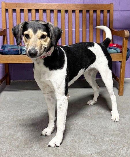**RICKY**, Adoptable, Adult Female Treeing Walker Coonhound.