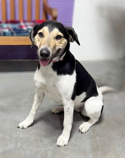 **RICKY**, a Adoptable Treeing Walker Coonhound in North Prairie, WI image 2/3