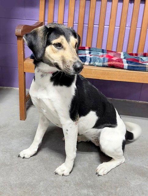 **RICKY**, a Adoptable Treeing Walker Coonhound in North Prairie, WI image 3/3