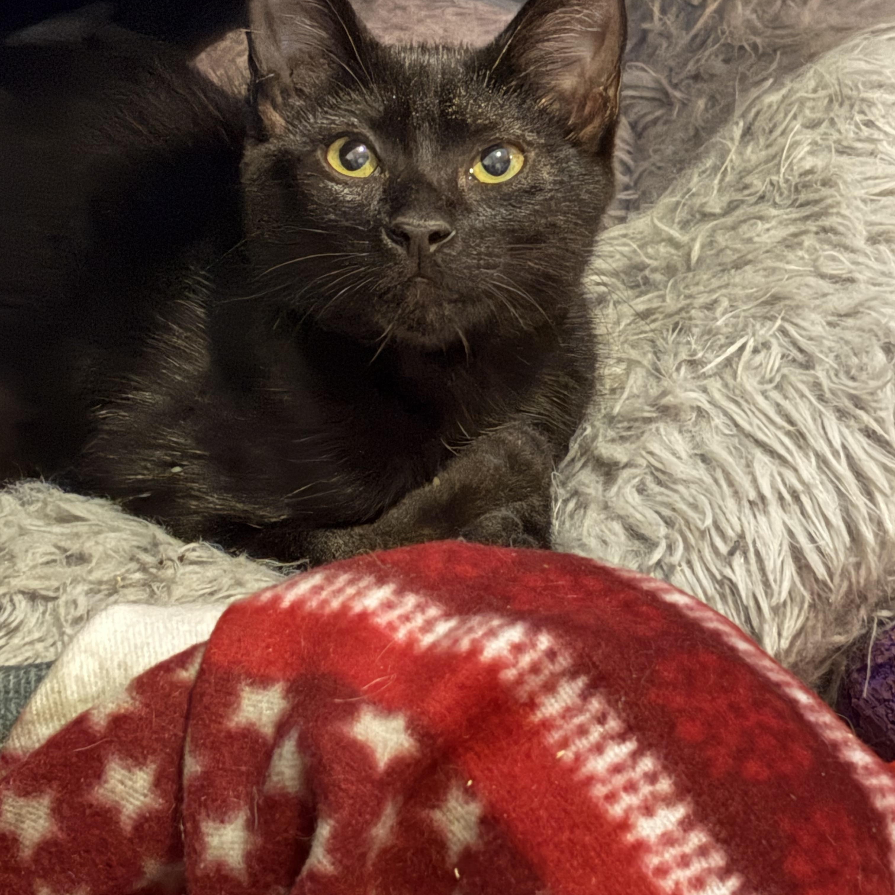 Enlarge Morwena, a ADOPTABLE Domestic Short Hair in BURNABY, BC image 1/1