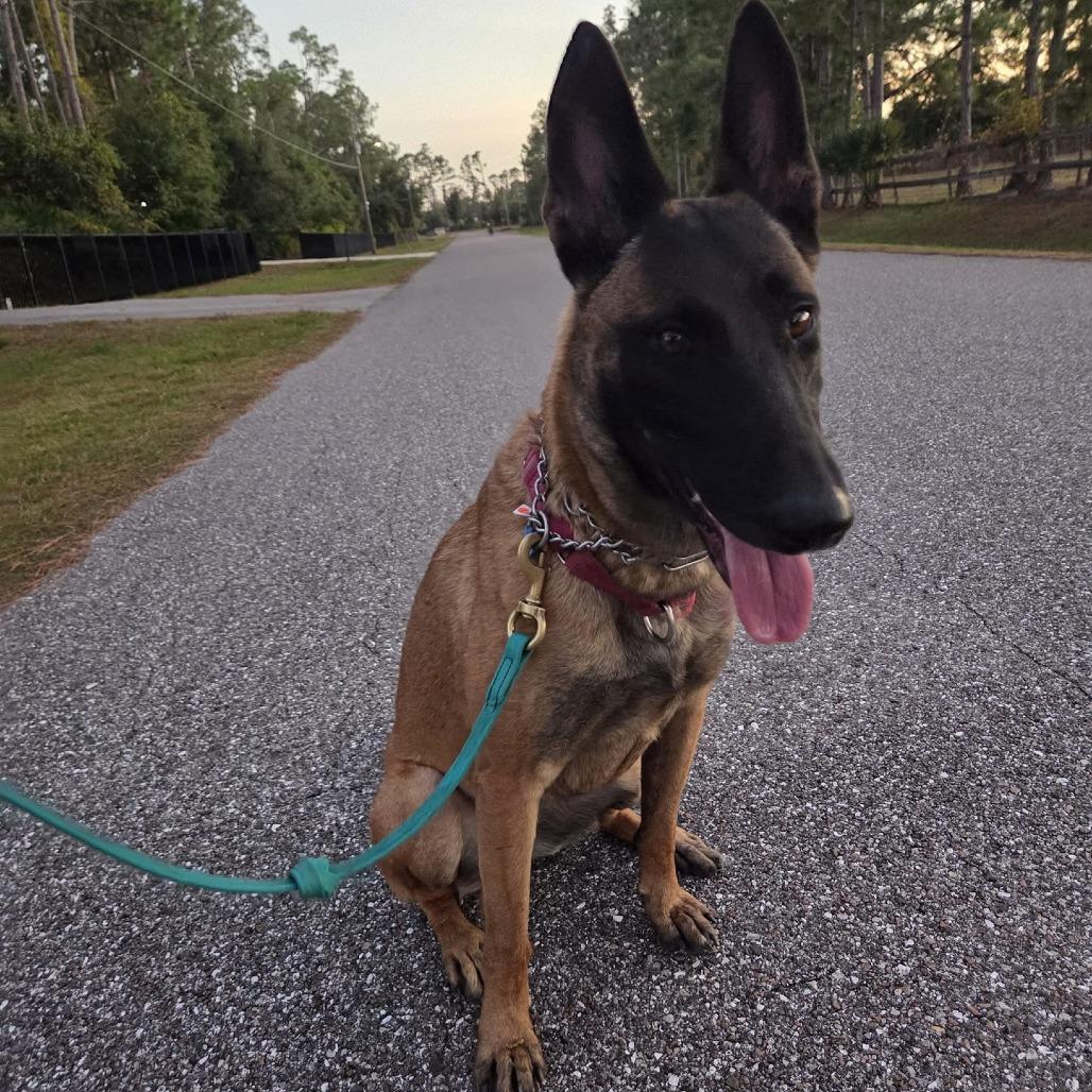 Irina, Adoptable, Adult Female Belgian Shepherd / Malinois.