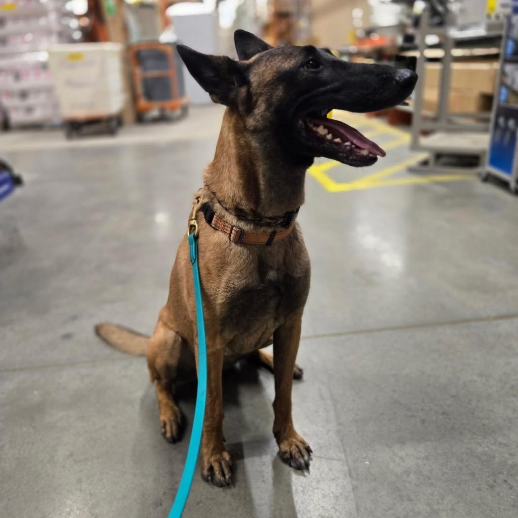 Enlarge Irina, a Adoptable Belgian Shepherd / Malinois in North Port, FL image 3/6