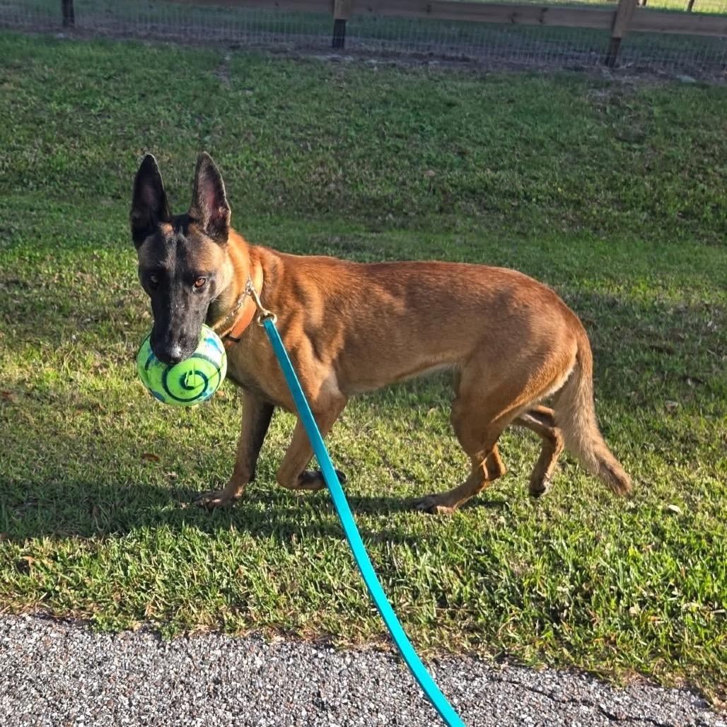 Enlarge Irina, a Adoptable Belgian Shepherd / Malinois in North Port, FL image 4/6