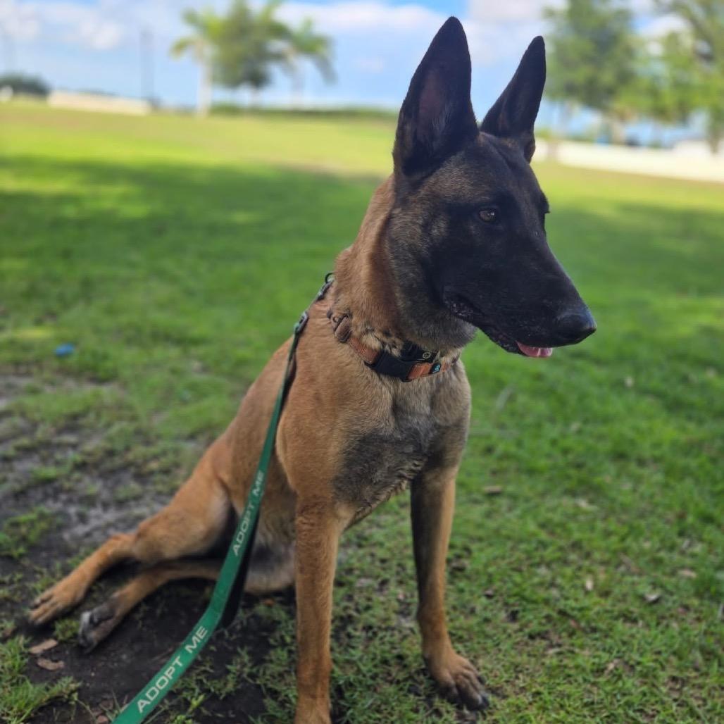 Enlarge Irina, a Adoptable Belgian Shepherd / Malinois in North Port, FL image 5/6