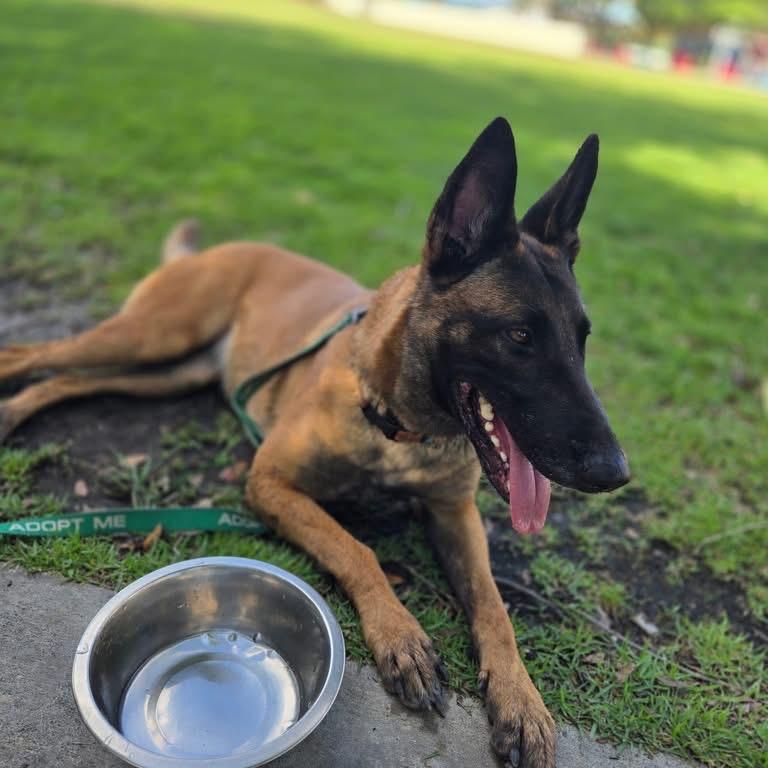 Enlarge Irina, a Adoptable Belgian Shepherd / Malinois in North Port, FL image 6/6