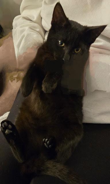 Enlarge Molokai, a Adoptable American Shorthair in Tustin, CA image 1/4