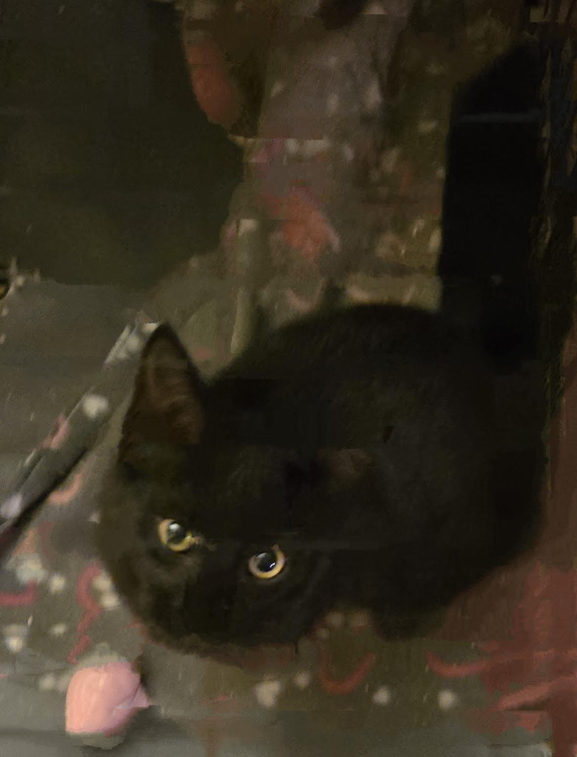 Molokai, Adoptable, Young Male American Shorthair.