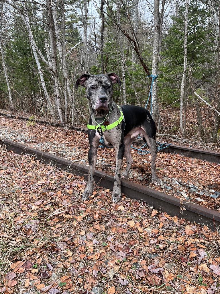 Enlarge Cash, a Adoptable mixed breed in Lunenburg, VT image 1/1