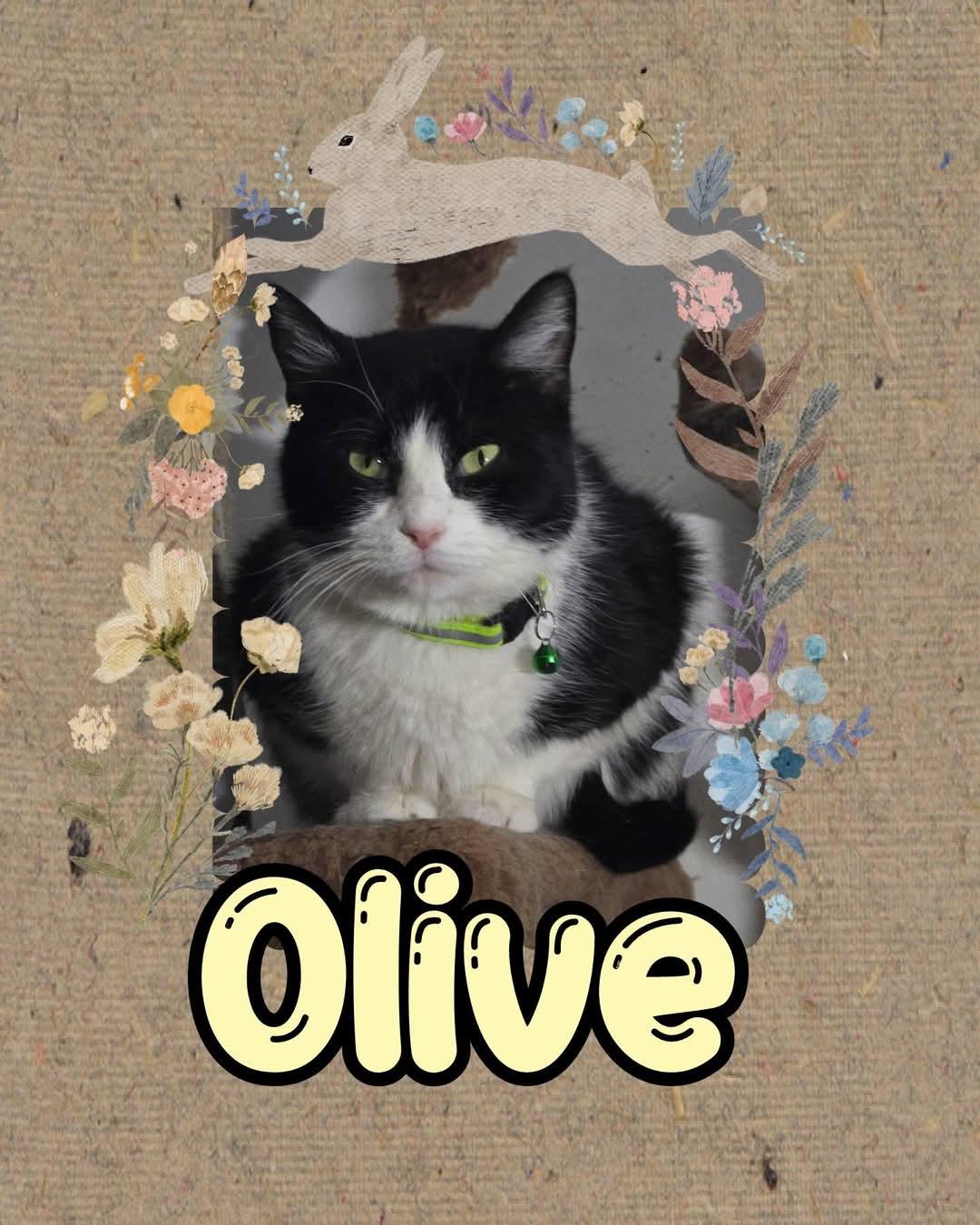 Enlarge Olive, a Adoptable Domestic Short Hair in Plymouth , PA image 1/1