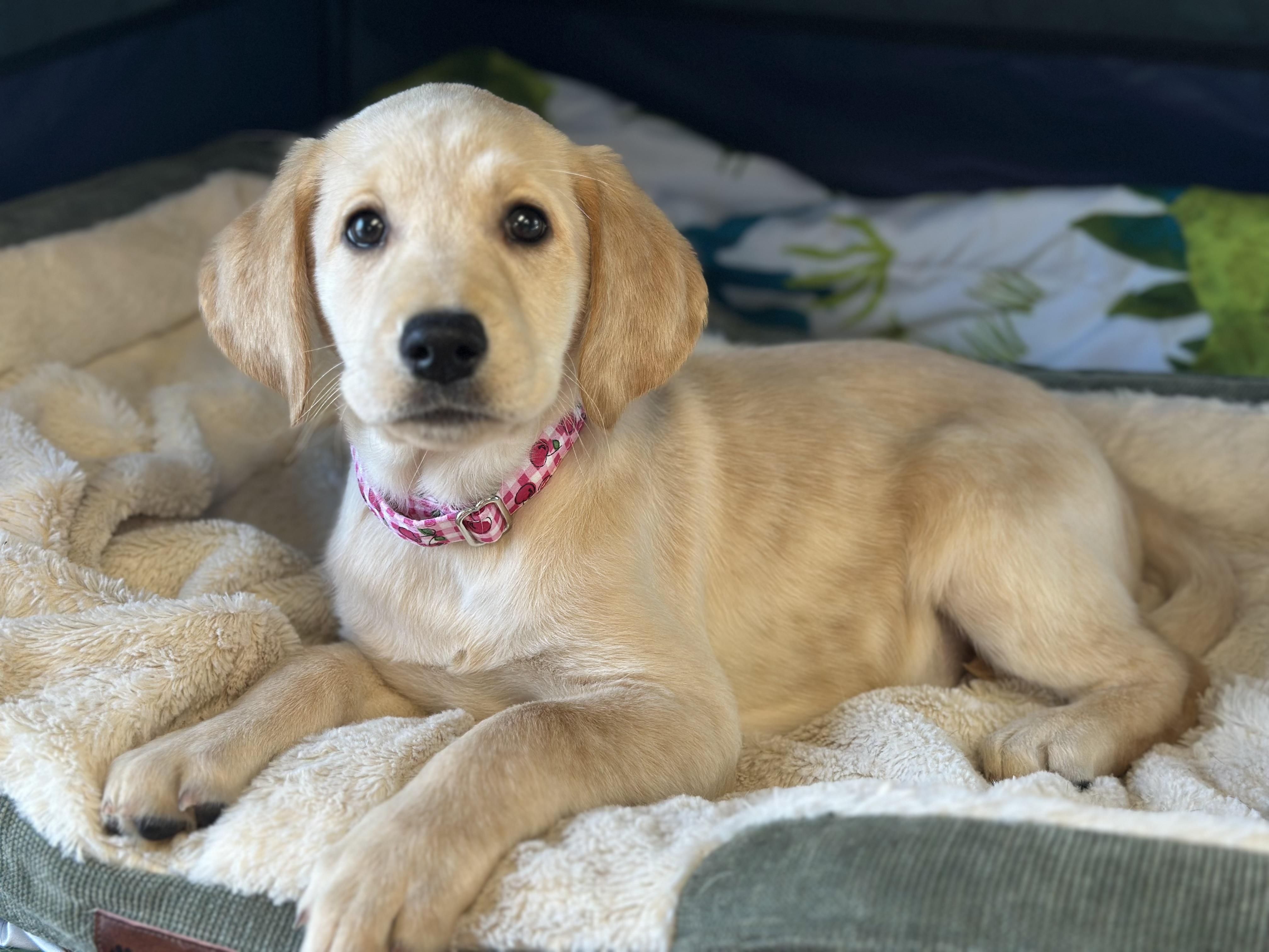 Enlarge Pita, an adoption pending Yellow Labrador Retriever in Seneca Falls, NY image 3/6