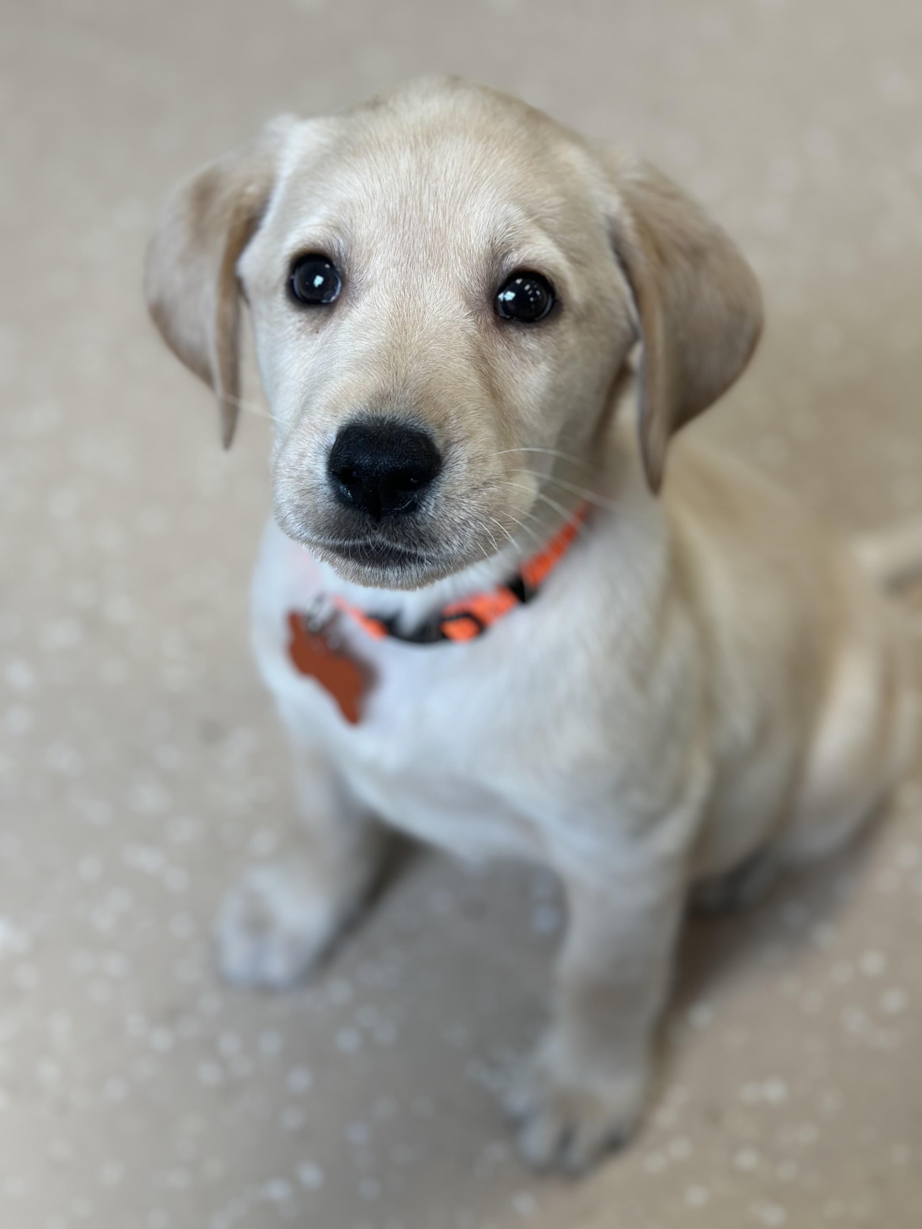 Enlarge Pita, an adoption pending Yellow Labrador Retriever in Seneca Falls, NY image 2/6