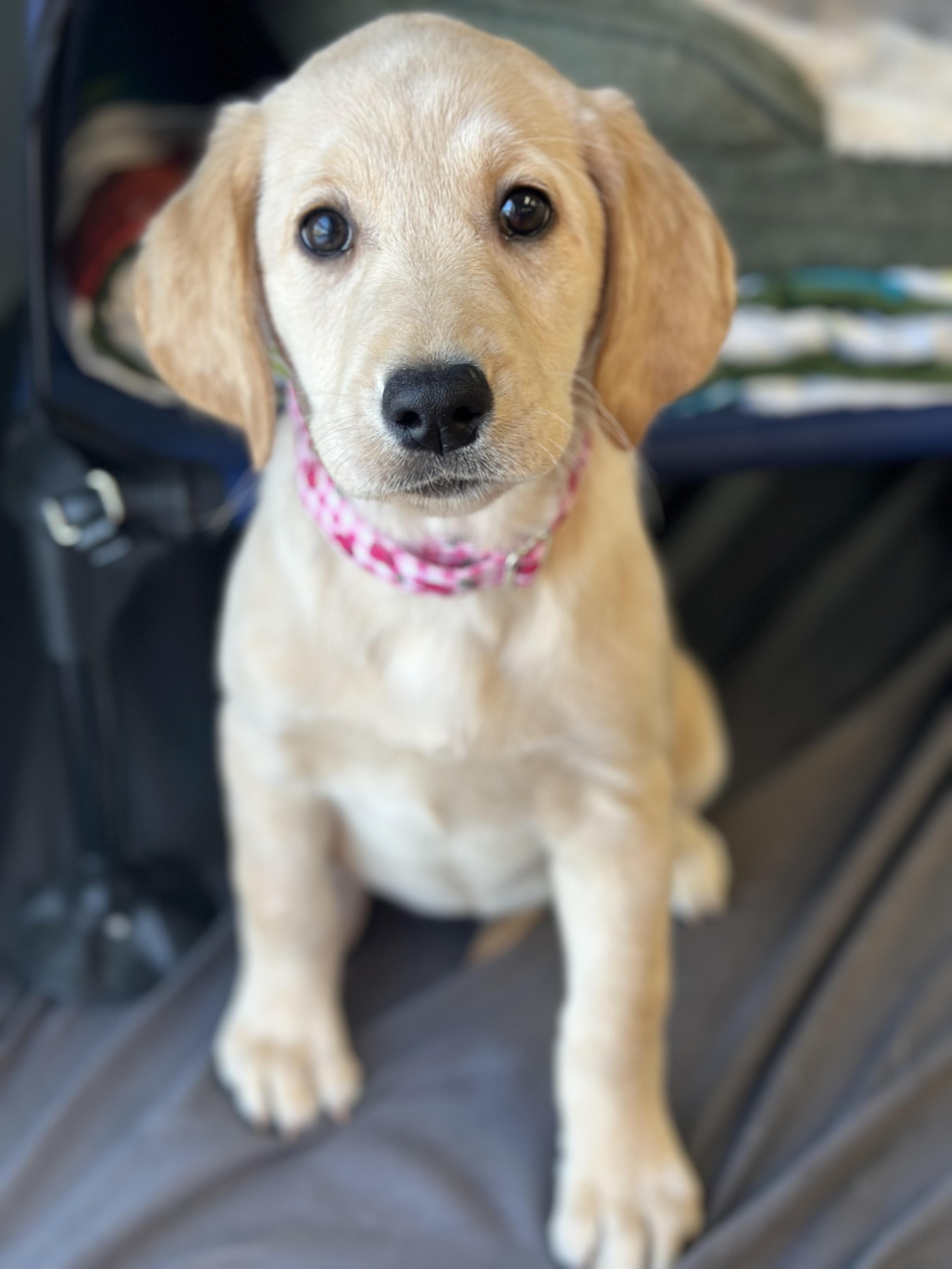 Enlarge Pita, an adoption pending Yellow Labrador Retriever in Seneca Falls, NY image 6/6