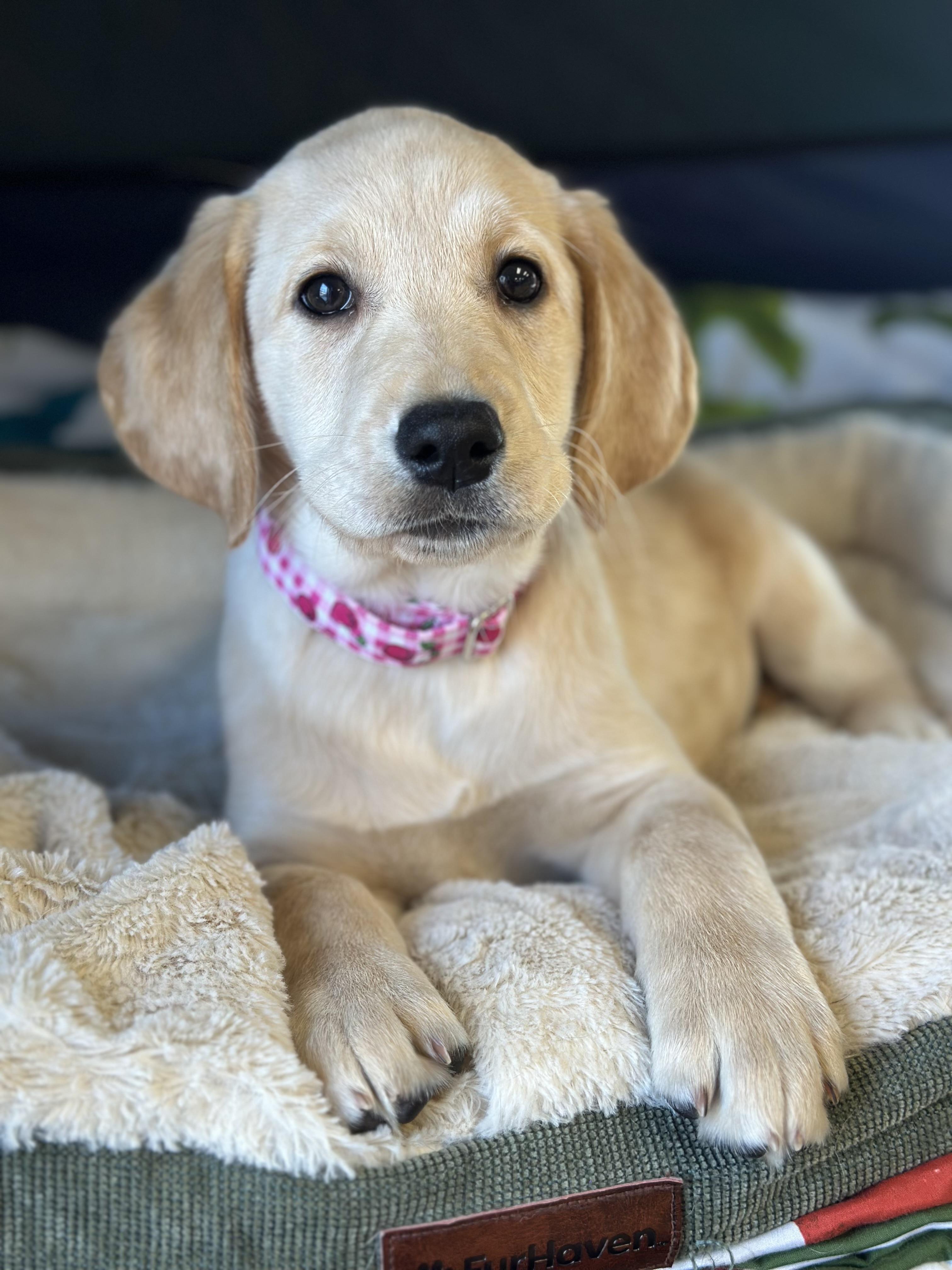 Enlarge Pita, an adoption pending Yellow Labrador Retriever in Seneca Falls, NY image 1/6