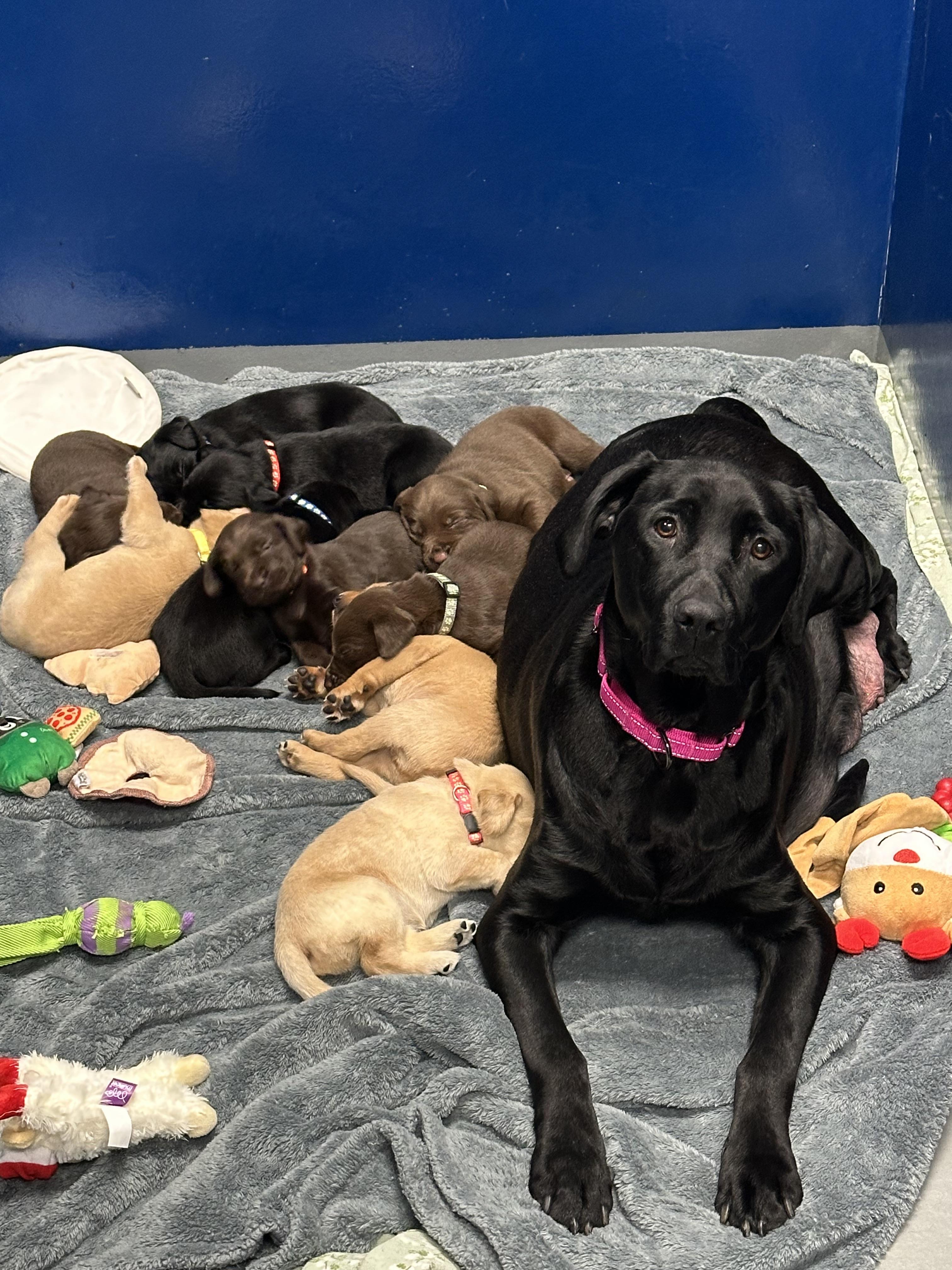 Enlarge Pita, an adoption pending Yellow Labrador Retriever in Seneca Falls, NY image 4/6