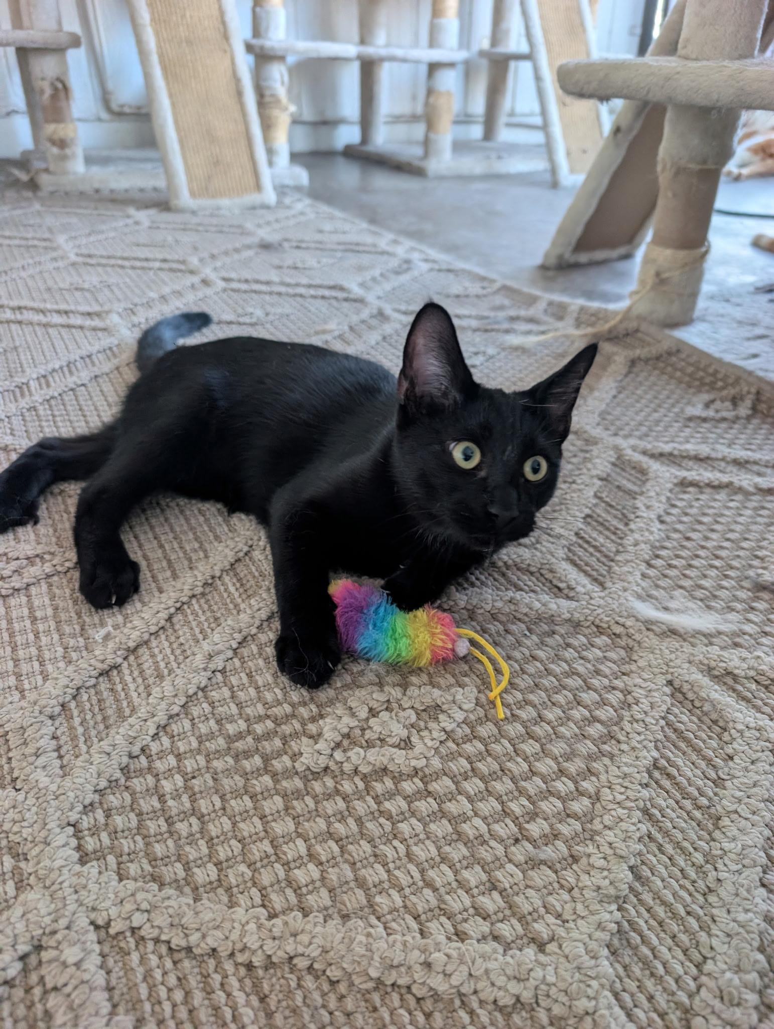 Woody, Adopted, Kitten Male Domestic Short Hair.