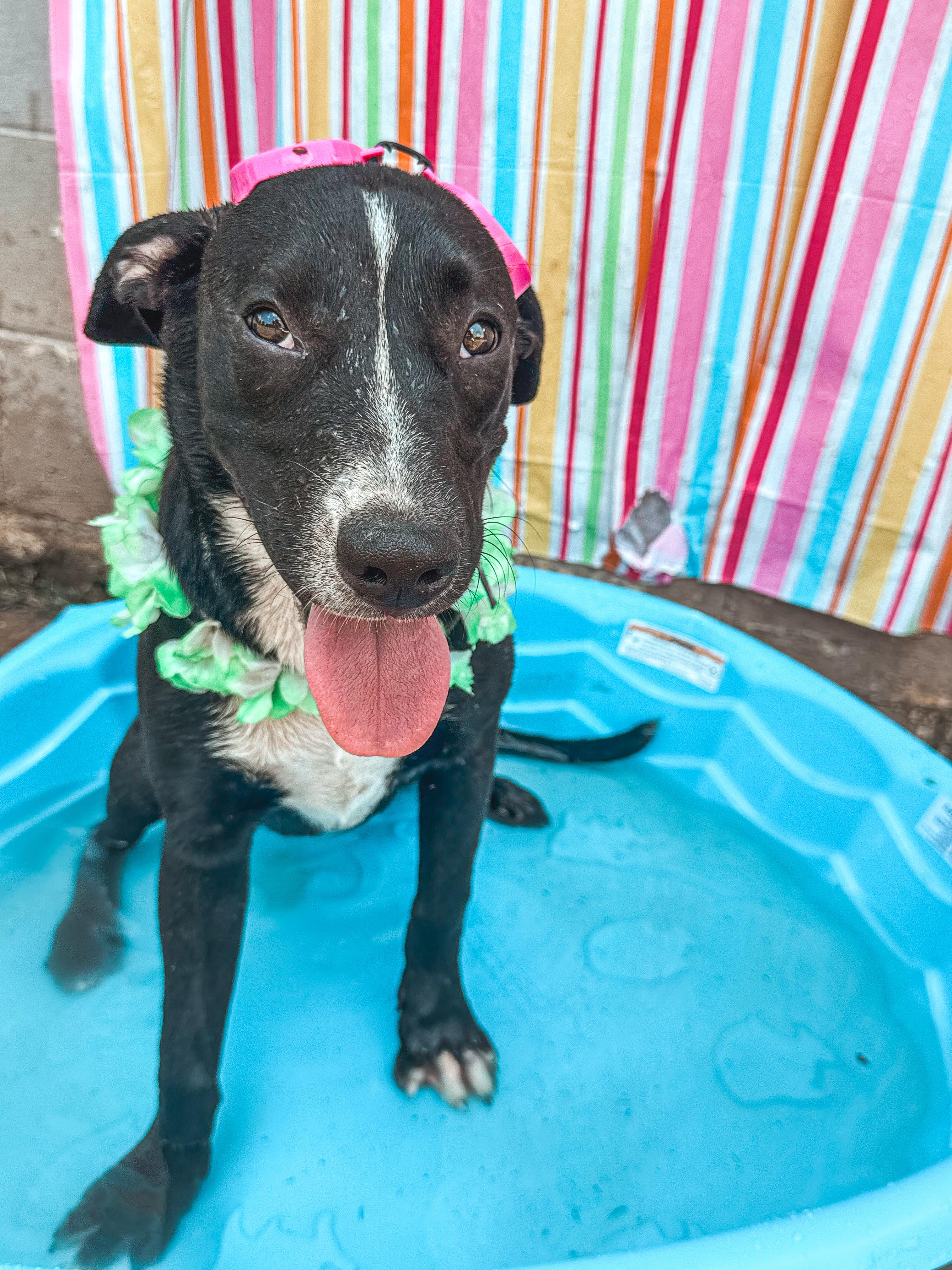 Sunny, Adoptable, Young Male Hound.