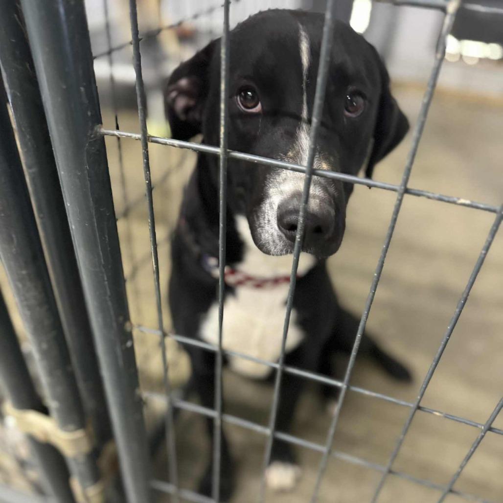 Sunny, Adoptable, Young Male Hound.