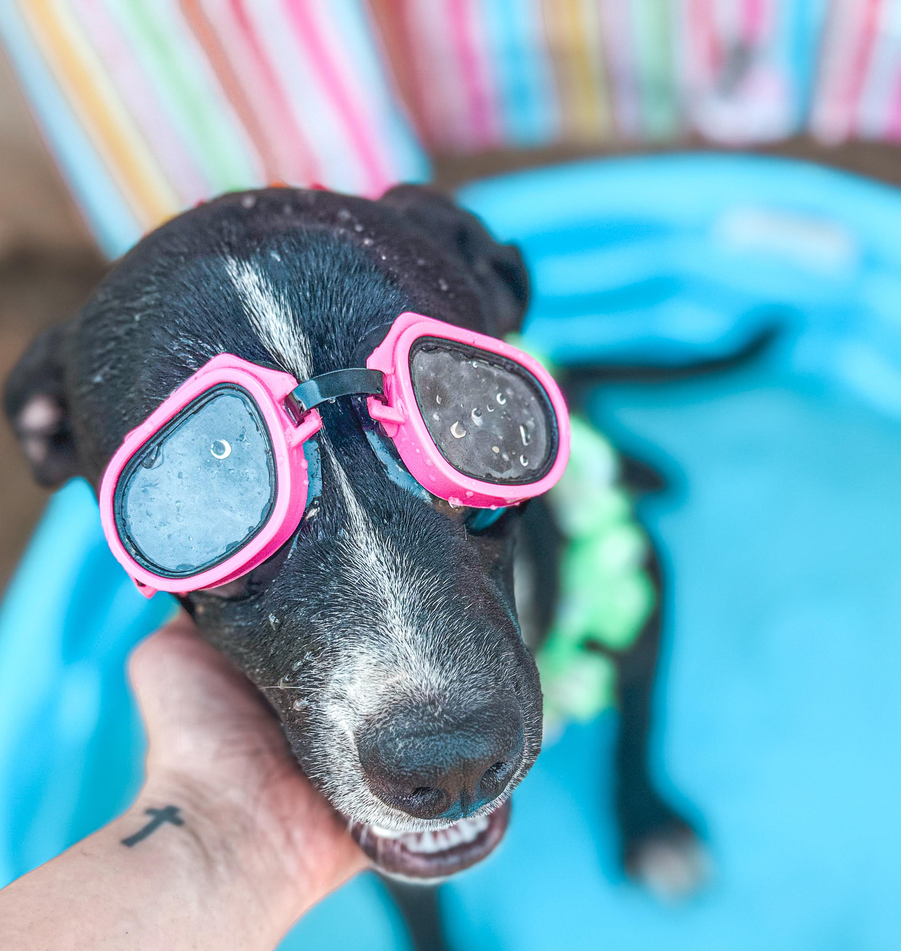 Enlarge Sunny, a Adoptable mixed breed in Burlington, VT image 3/3