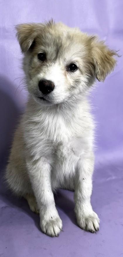 Carlinda — thumbnail 2