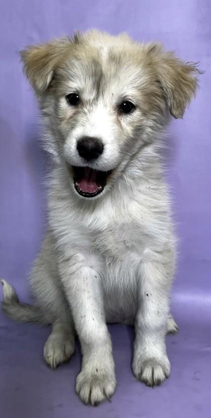 Carlinda — thumbnail 3