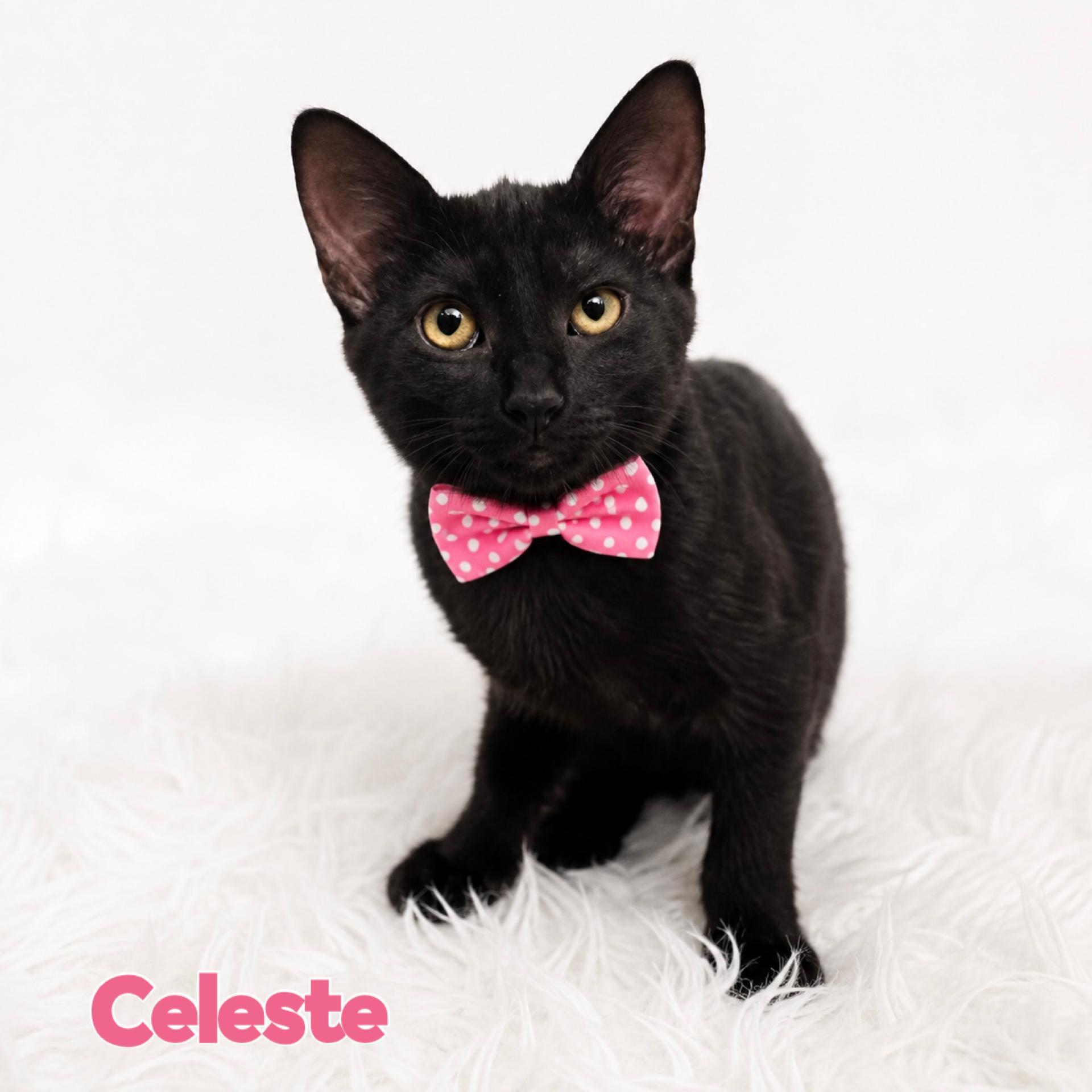 Celeste, Adoptable, Young Female Domestic Short Hair.