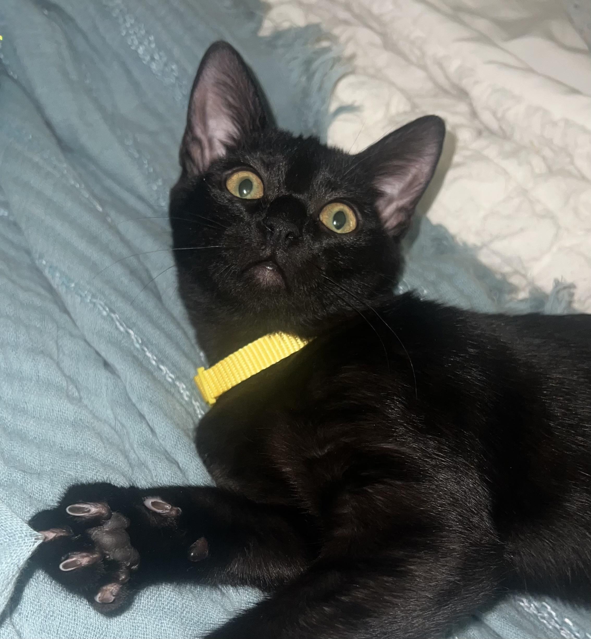 Enlarge Celeste, a Adoptable Domestic Short Hair in Warwick, RI image 2/2