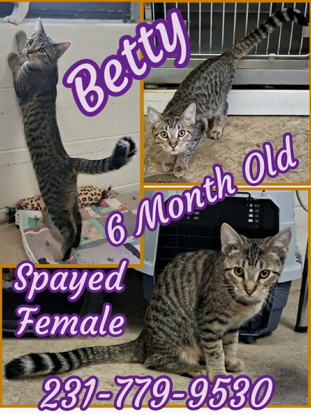 Enlarge BETTY, a Adopted Domestic Short Hair in Cadillac, MI image 1/1