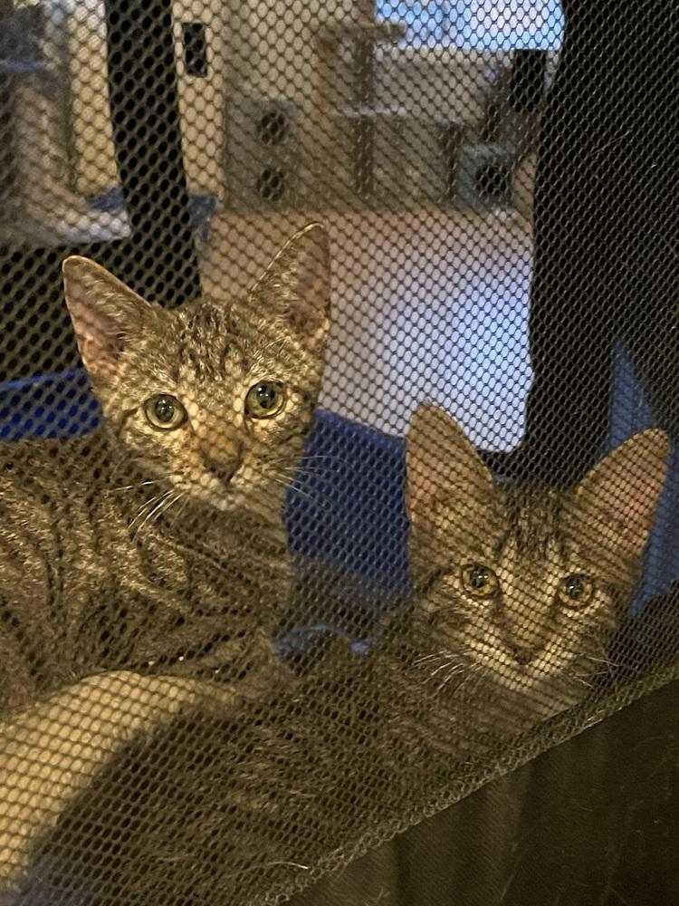 Chimander bonded pair with Bean