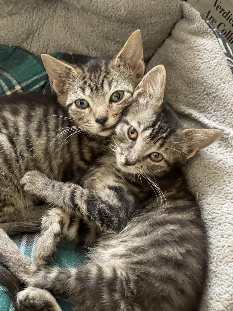 Chimander bonded pair with Bean — thumbnail 2