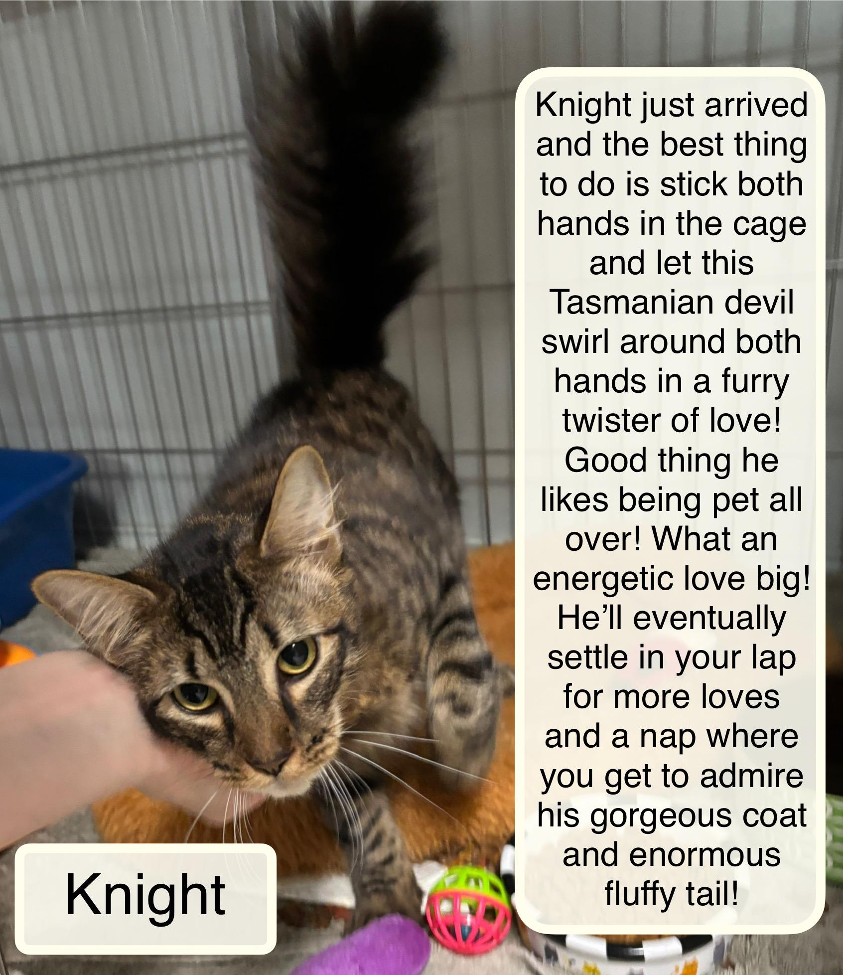 Enlarge Knight, a Adopted Domestic Short Hair in Ellicott City, MD image 1/1