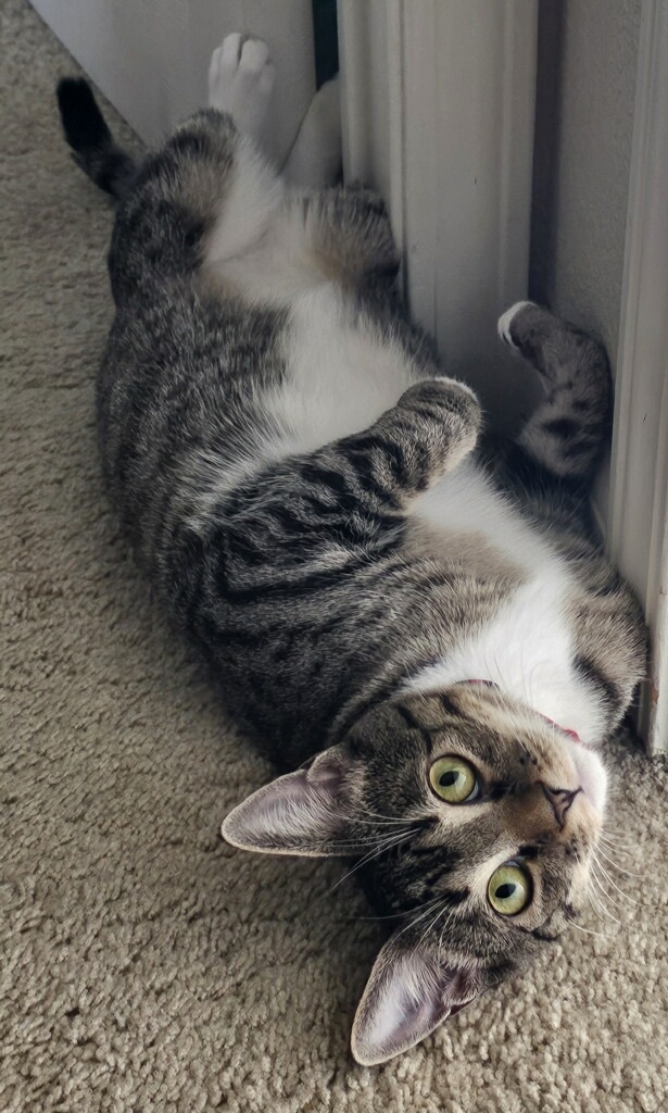 Sunny, Adoptable, Young Female Domestic Short Hair.