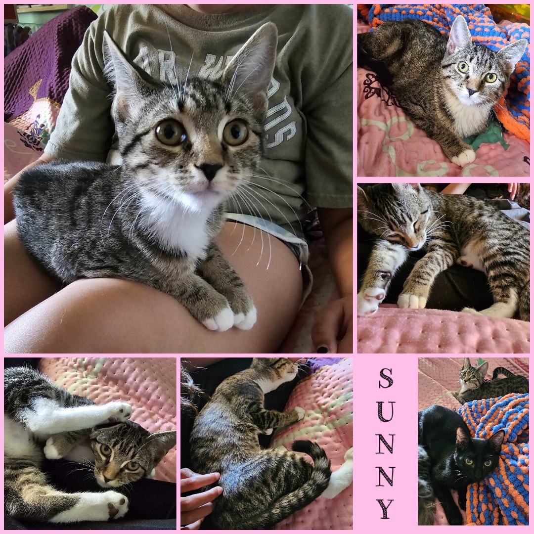 Enlarge Sunny, a Adoptable Domestic Short Hair in El cerrito, CA image 2/6