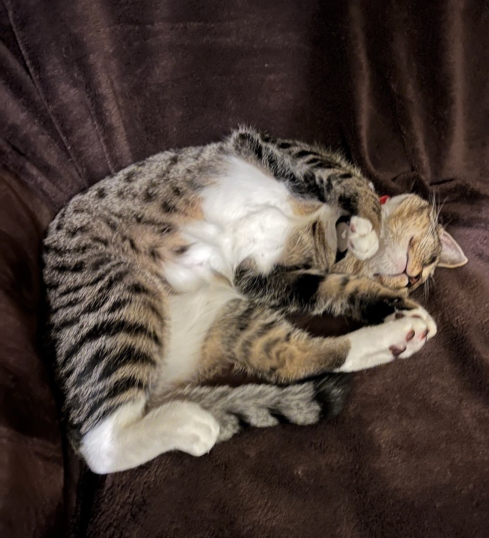 Enlarge Sunny, a Adoptable Domestic Short Hair in El cerrito, CA image 3/6