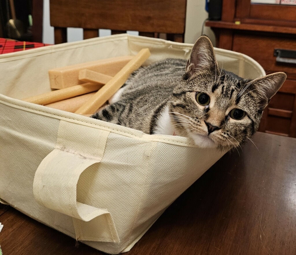 Enlarge Sunny, a Adoptable Domestic Short Hair in El cerrito, CA image 4/6