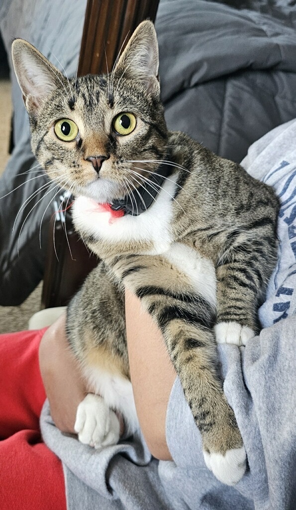 Enlarge Sunny, a Adoptable Domestic Short Hair in El cerrito, CA image 5/6