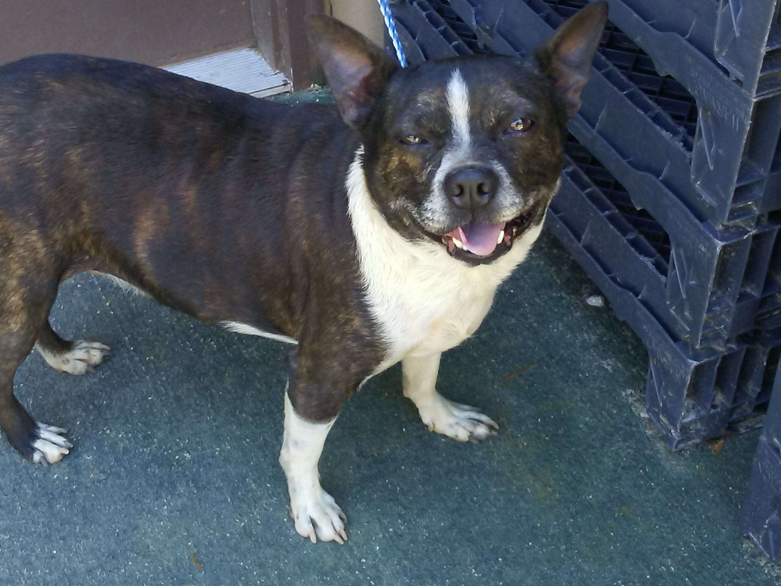 Rolo, a Adoptable Boston Terrier in DeFuniak Springs, FL image 1/4