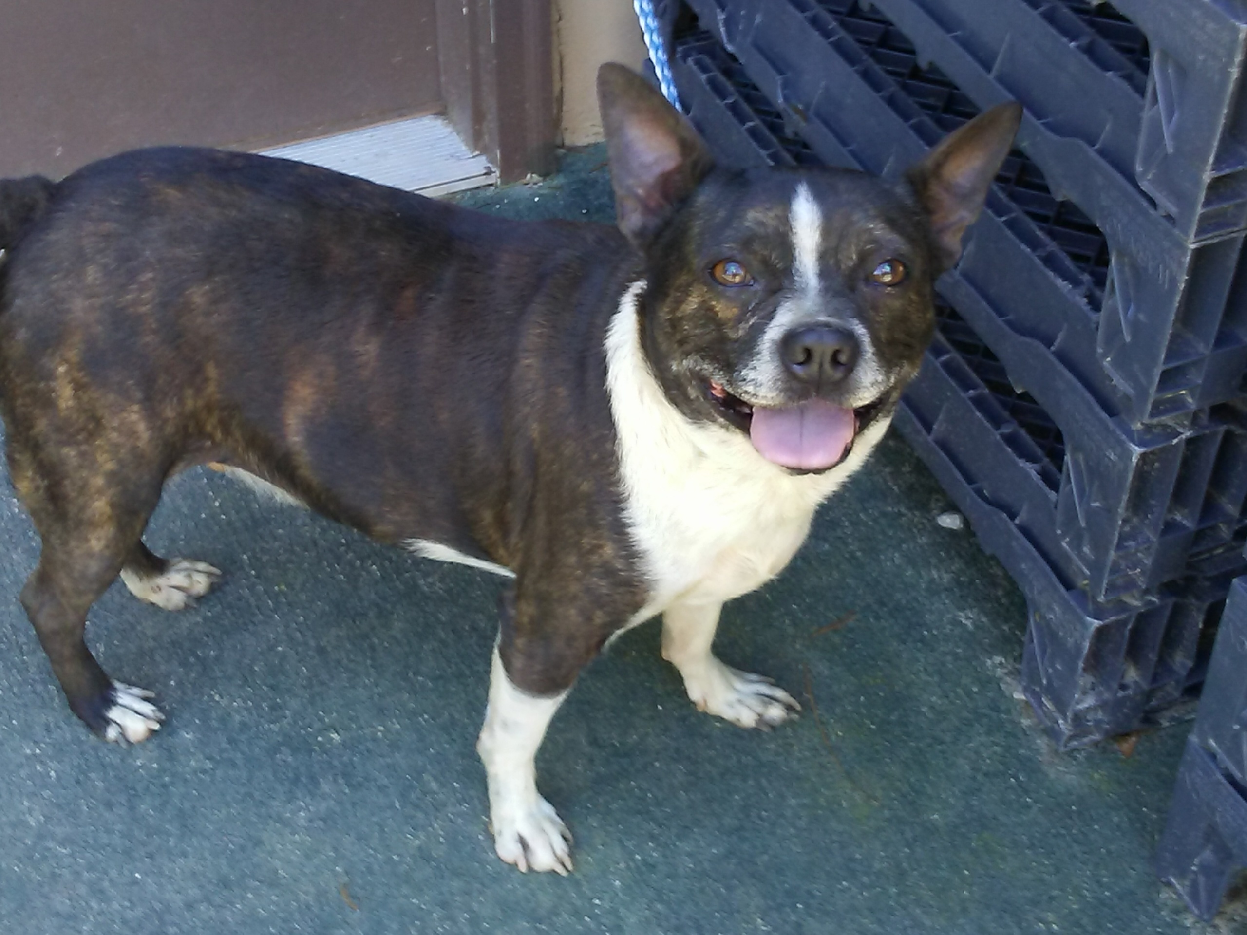 Rolo, a Adoptable Boston Terrier in DeFuniak Springs, FL image 2/4