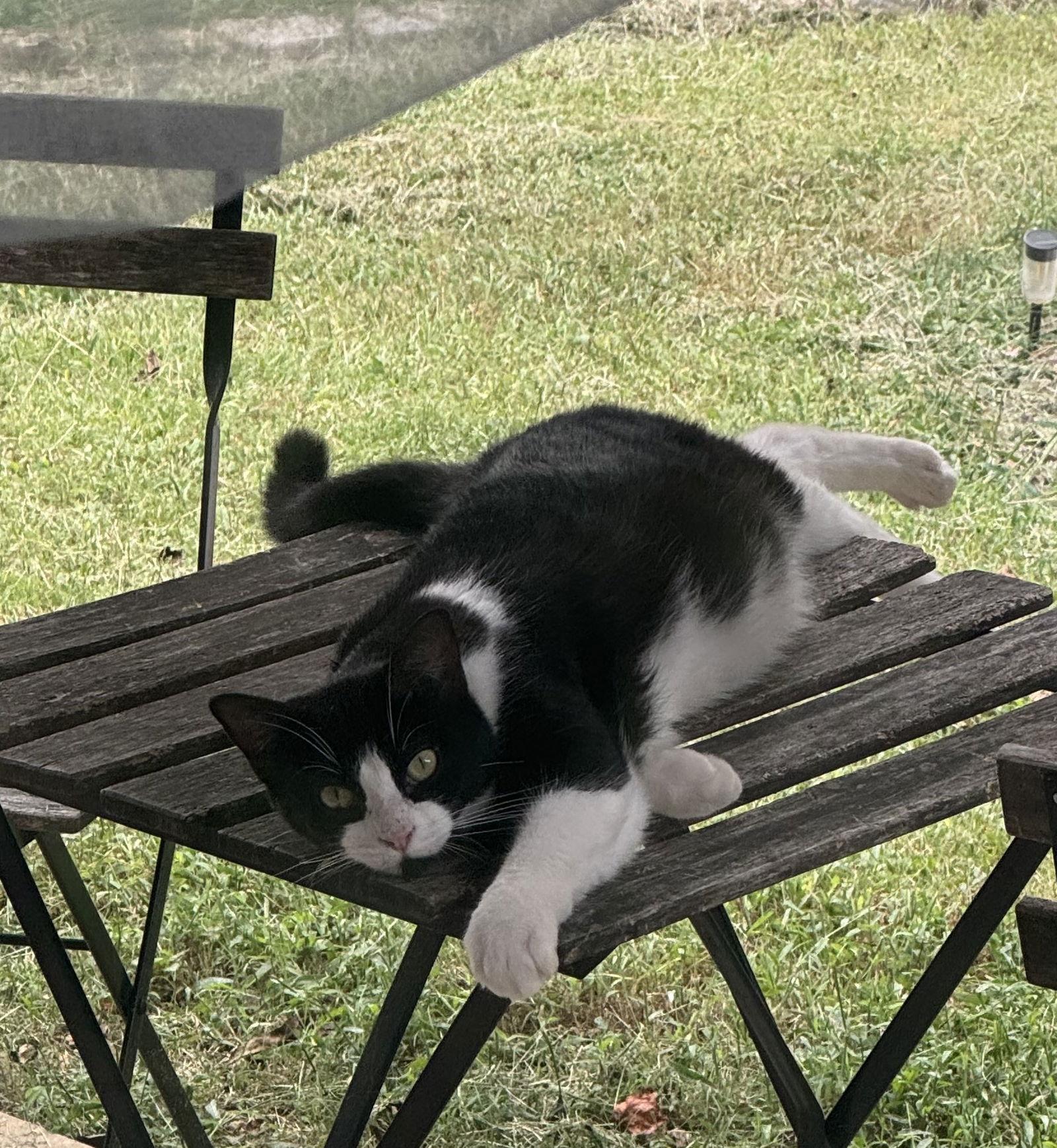 Enlarge Tex, a Adopted mixed breed in Locust Grove, GA image 1/3