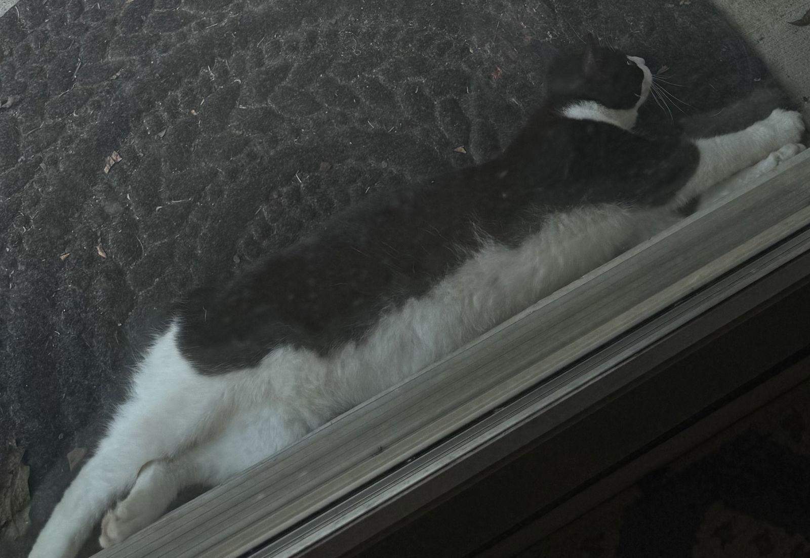 Enlarge Tex, a Adopted mixed breed in Locust Grove, GA image 3/3