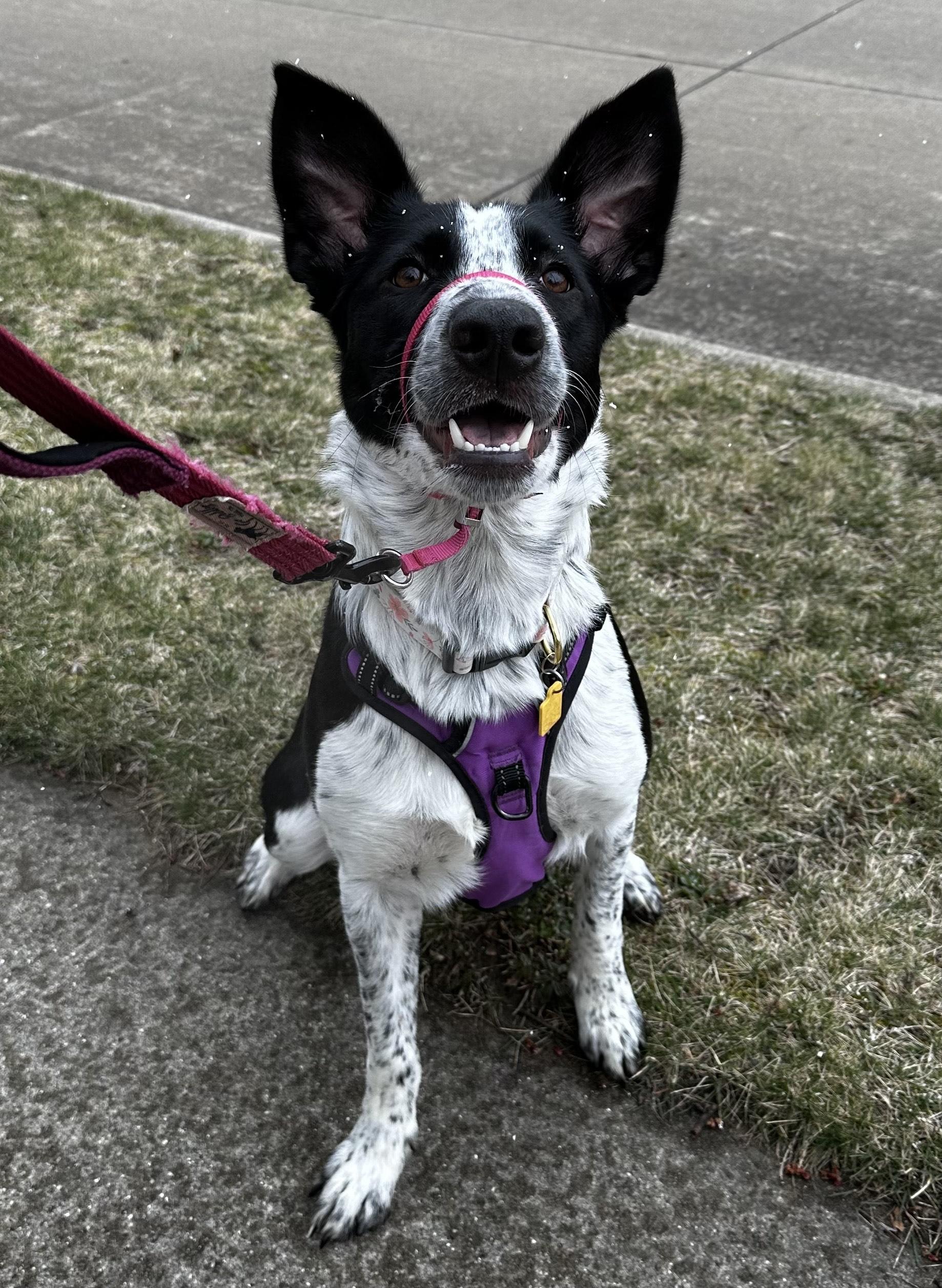 Freya, a Adoptable mixed breed in White Lake, MI image 2/5
