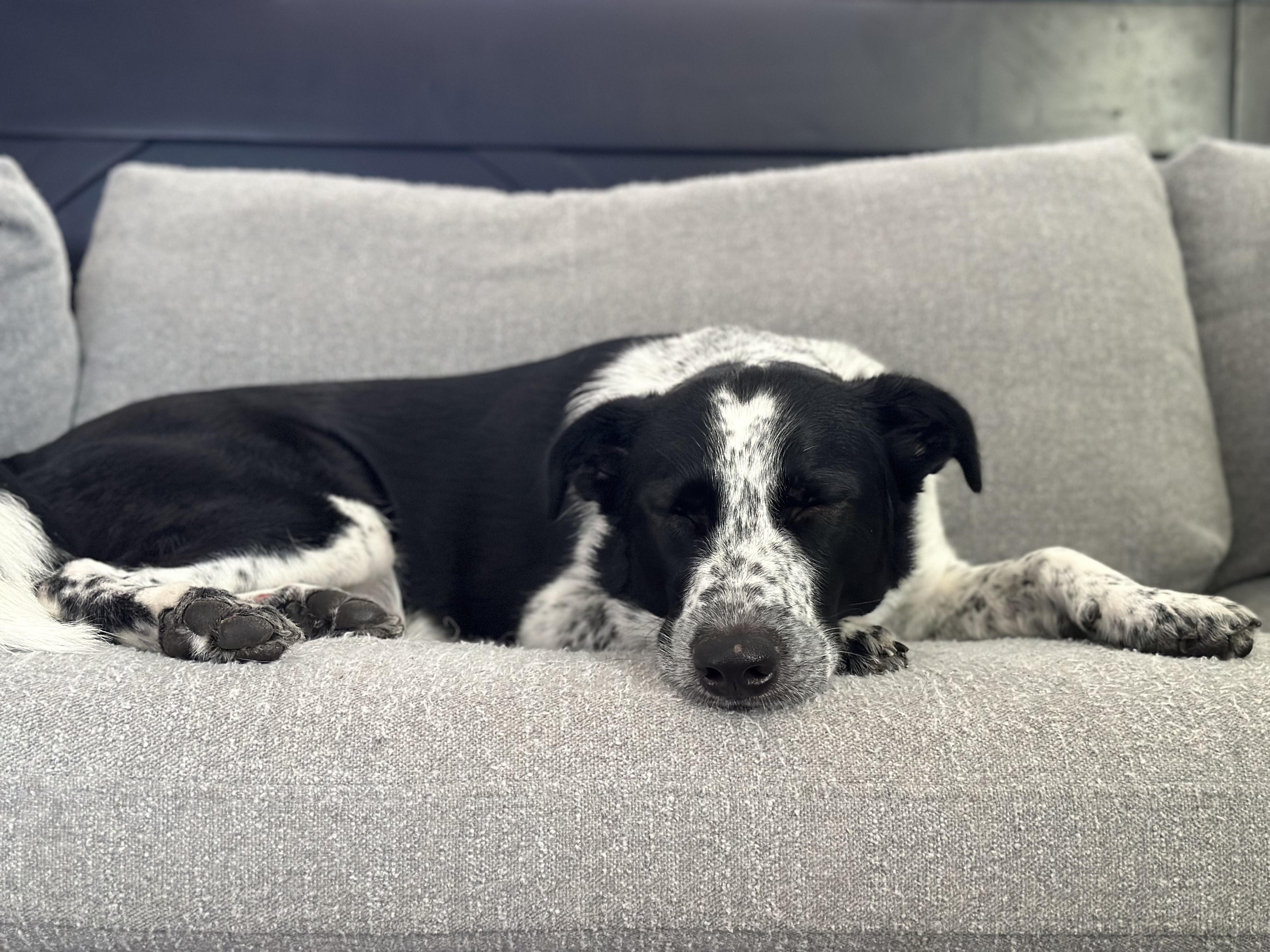 Freya, a Adoptable mixed breed in White Lake, MI image 3/5